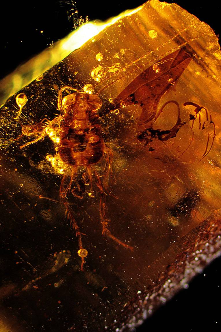 125 milión rokov starý jantár (z dôb dinosaurov) z Libanonsko-Sýrskej hranice s mláďaťom švába vyhynutej čeľade Blattulidae a “stopa” po pokuse dostať sa von (obsahujúca drevo s mikroorganizmami)