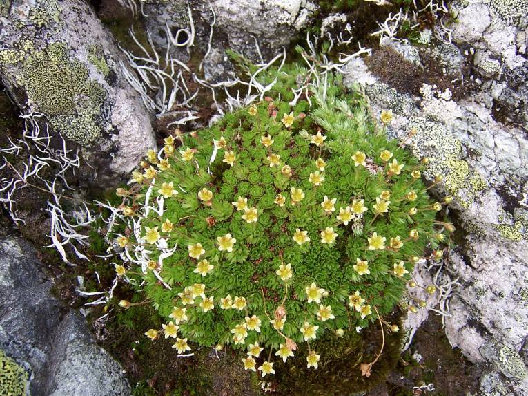 Počet druhov rastlín na horských vrcholoch stúpa.