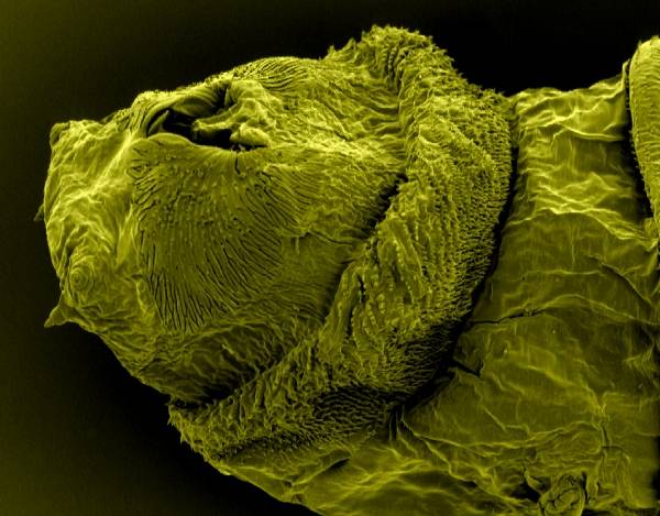 Takto vyzerá bzučivka (Lucilia sericata), presnejšie hlava jej larvy, pod rastrovacím elektrónovým mikroskopom.