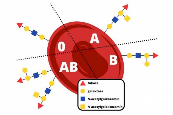 Malá zmena jedného sacharidu zásadne ovplyvňuje typ krvnej skupiny