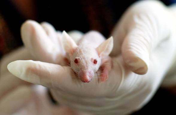 Svetovým dňom laboratórnych zvierat si pripomíname ich neoceniteľný prínos pre vedu