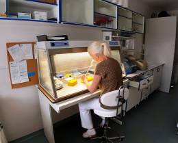 Thanks to scientists from the SAS, it will be easier to identify parasitic worms in the body