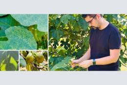 BMC SAV hľadá vírusy nepôvodných rastlín pre ochranu nášho ekosystému