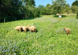 Alternatívna kontrola parazitárnych infekcií na...