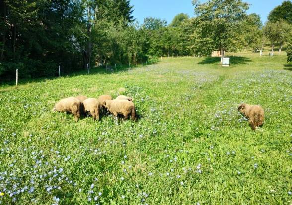 Alternatívna kontrola parazitárnych infekcií na pasienkoch