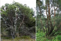Rare Pine Hybrids from Slovak Peatlands