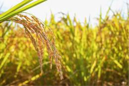Biostimulants Help Plants in Harsh Conditions