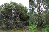 Vzácne hybridy borovíc zo slovenských rašelinísk