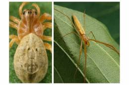 Two rare species of swamp spiders have been added to the fauna of Slovakia