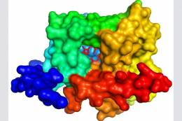 Natural Antioxidant Enzymes: Masters in Working with Reactive Oxygen Species