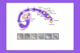 Konzumácia glutamátu sodného môže negatívne ovplyvniť plodnosť