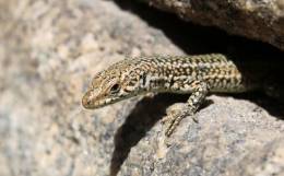 Neobvyklé vektormi prenášané parazity a baktérie u jašteríc Európy