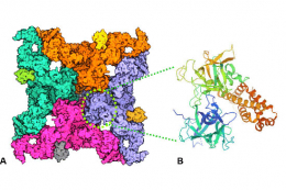Bielkoviny majú svoju „tvár“