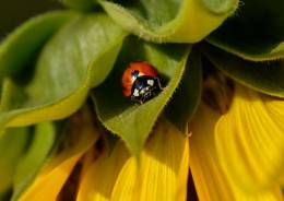 Insect research at the Institute of Forest Ecology SAS