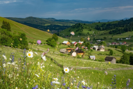 Grasslands with Tradition: Botanický ústav SAV skúma biokultúrne dedičstvo Karpát