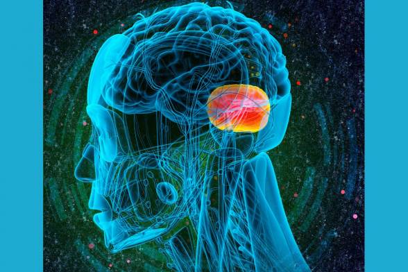 TÝŽDEŇ MOZGU Nové poznatky o mozočku: od motoriky k univerzálnej automatizácii