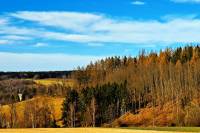 Slovenské smreky v ohrození: Vedci hľadajú populácie, ktoré zvládnu klimatickú zmenu