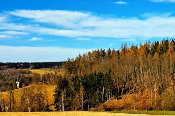 Slovenské smreky v ohrození: Vedci hľadajú populácie, ktoré zvládnu klimatickú zmenu