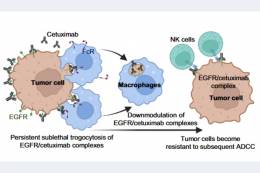 Pozvánka na prednášku svetovo uznávaného imunológa