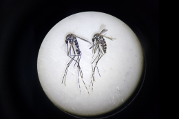 Monitoring vírusov v komároch sa rozšíri a zameria sa aj na invázne komáre