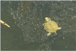 Zväčšiť fotografiu - Mláďatko korytnačky písmenkovej ozdobnej (Trachemys scripta subsp. elegans)