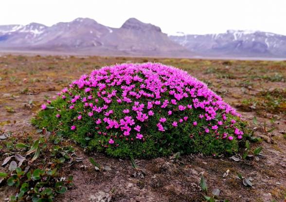 Výskum za polárnym kruhom odhalil nezvyčajne vysokú diverzitu pôdnej fauny
