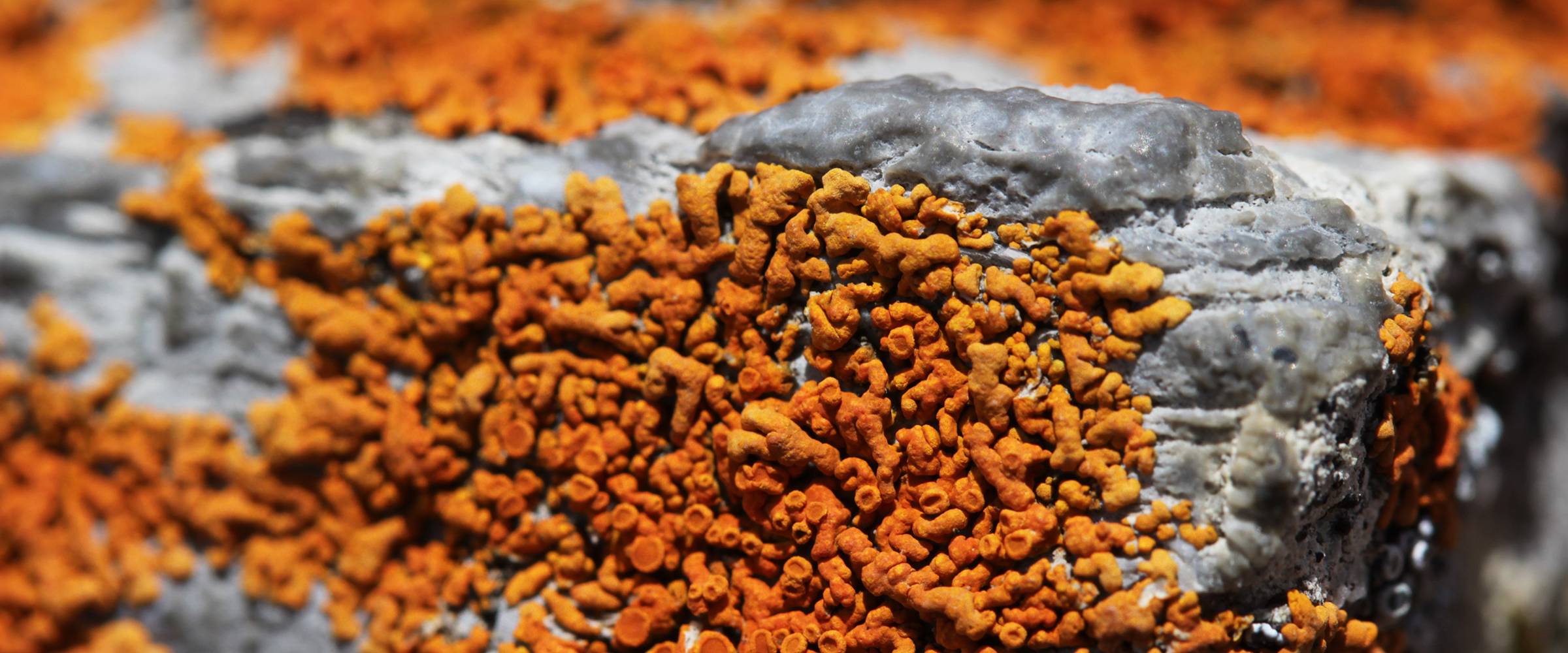 Strieborné nanočastice za využitia lišajníkov získali vedci mletím