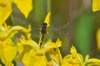 Vážky Bratislavy: vedci zmapovali bohatstvo druhov v hlavnom meste