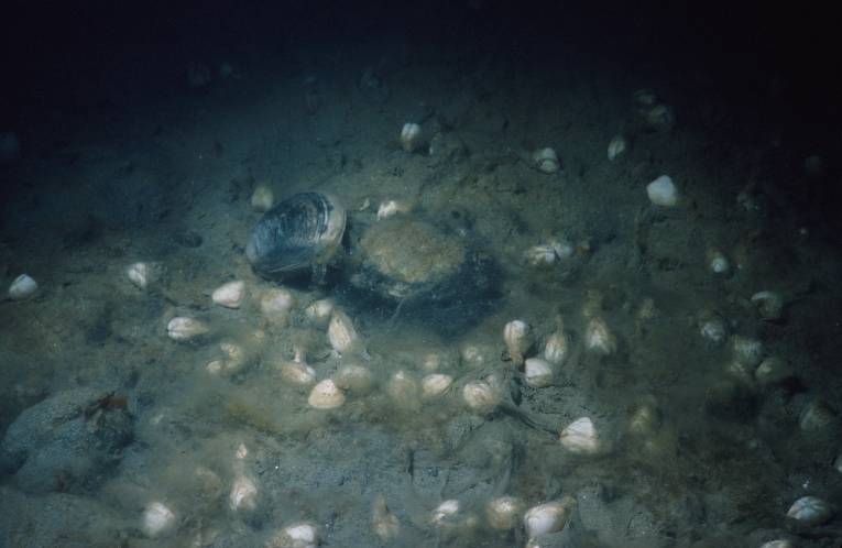 Morské dno počas anoxickej udalosti. Vedľa veľkej (sivej) mŕtvej schránky lastúrnika a mŕtveho kraba sa nachádzajú drobné biele (žijúce) schránky lastúrnika Corbula gibba.