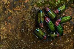 SAS scientists have discovered cockroaches that live like a superorganism