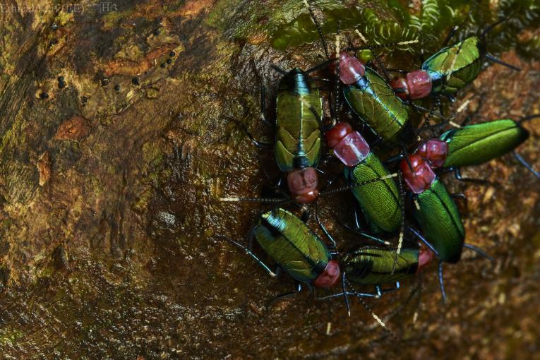 A cluster of cockroaches captured in Ecuador.