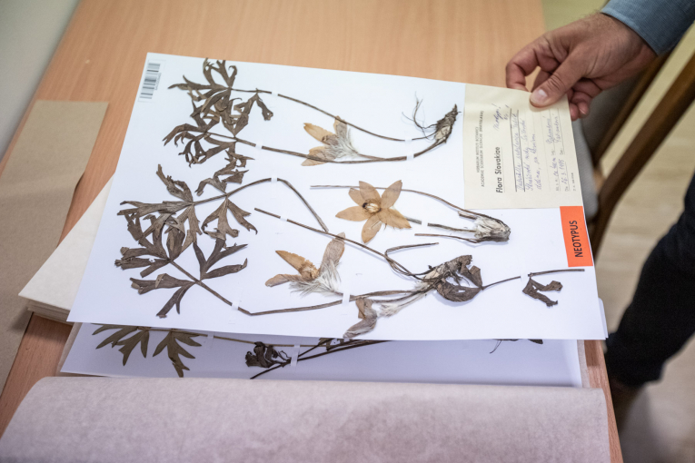 Hebárová položka typového materiálu endemického druhu Slovenska (poniklec slovenský - Pulsatilla slavica G. Reuss) uložená v herbárových zbierkach herbára