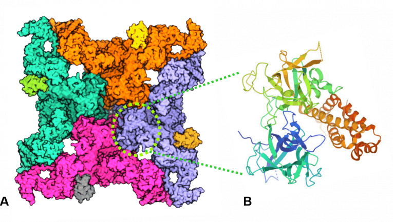 Fig. 2. A. Structure of the human cardiac Ryanodine Receptor (RyR) determined by cryogenic electron microscopy. B. Structure of the N-terminal domain of the human cardiac Ryanodine Receptor determined by X-ray structural analysis at our workplace