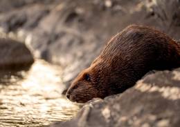 Vedci SAV potvrdili výskyt špecifických parazitov u bobrov