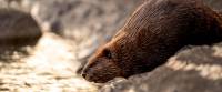SAS scientists confirmed the presence of specific parasites in beavers
