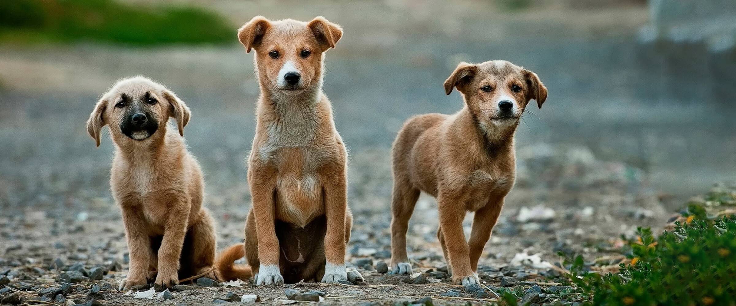 Nová účinná a bezpečná liečba babeziózy psov pochádza zo Slovenska