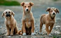 New effective and safe treatment for canine babesiosis comes from Slovakia