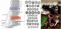 Evolučné mechanizmy a taxonómia rodu Russula