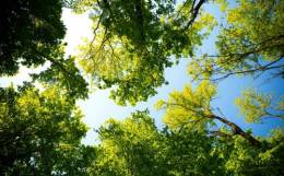 Allelopatické interakcie drevín v prírode ako zdroj informácií pre formulovanie bio-herbicídov
