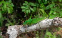 Rovnokrídly hmyz ako indikátor environmentálnych gradientov Madagaskaru