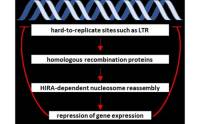 Utlmenie expresie veľkého množstva génov vyžaduje súhru medzi dráhou homologickej rekombinácie a histón šaperónom HIRA