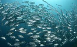 Hodnotenie environmentálnej záťaže vodného ekosystému PCB látkami s využitím rýb a ich parazitov