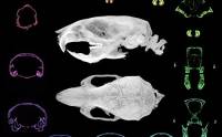 Metódy röntgenovej mikrotomografie v 3D zobrazovaní
