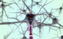 Mikroglie lokalizované v mieche účinne inhibujú nádor v mozgu