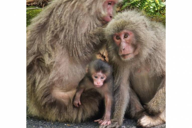 Divoké endemické makaky Jakušimy