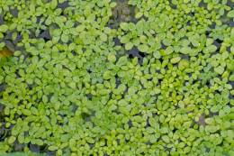 Duckweeds: tiny aquatic plants with great potential...
