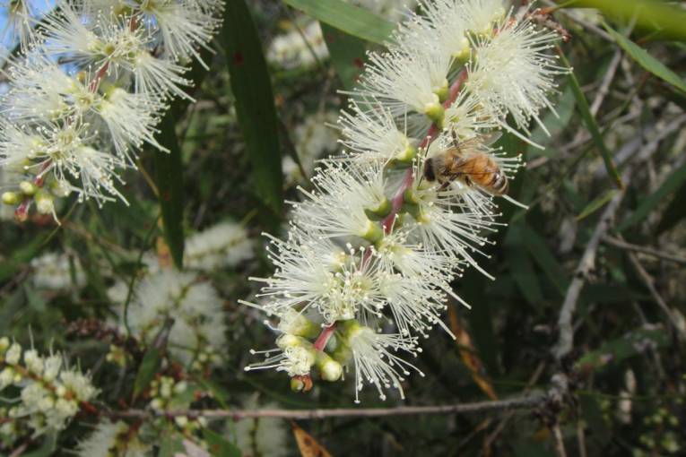Včela na kvete Melaleuca quinquenervia (Niaouli), Nová Kaledónia
