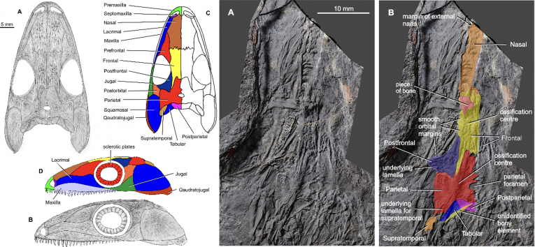 Model lebky (vľavo) a identifikácia kostí z fotogrametrického obrázku fosílneho nálezu Coelostega prothales (vpravo)