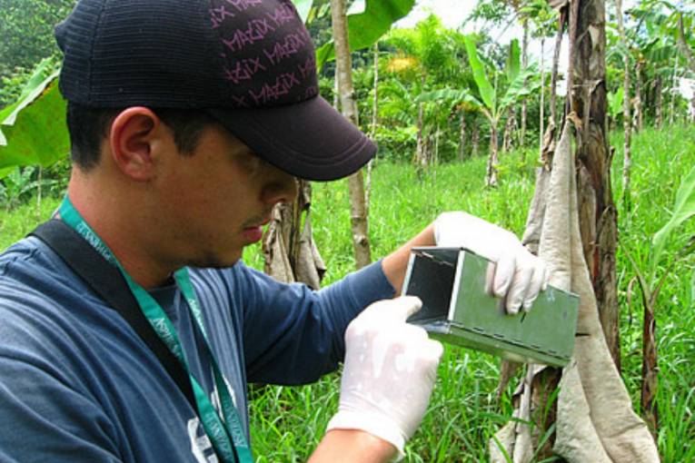 Výskumník z Charité skúma pascu na hlodavce v Kostarike © Charité | Andres Moreira-Soto
