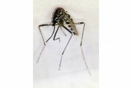 Nebezpečný ázijský tigrovaný komár Aedes albopictus...
